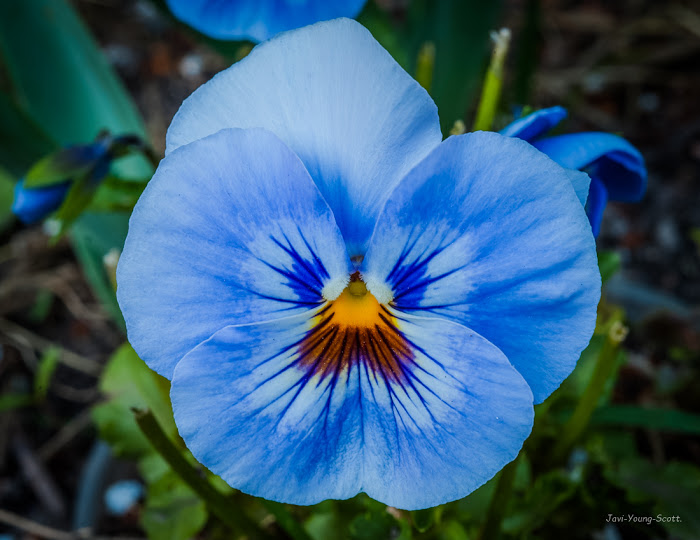 DSC_3000.jpg
