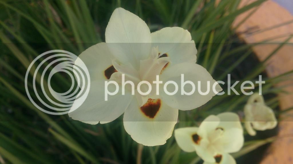 DSC_3019_zps9zbbd0tw.jpg