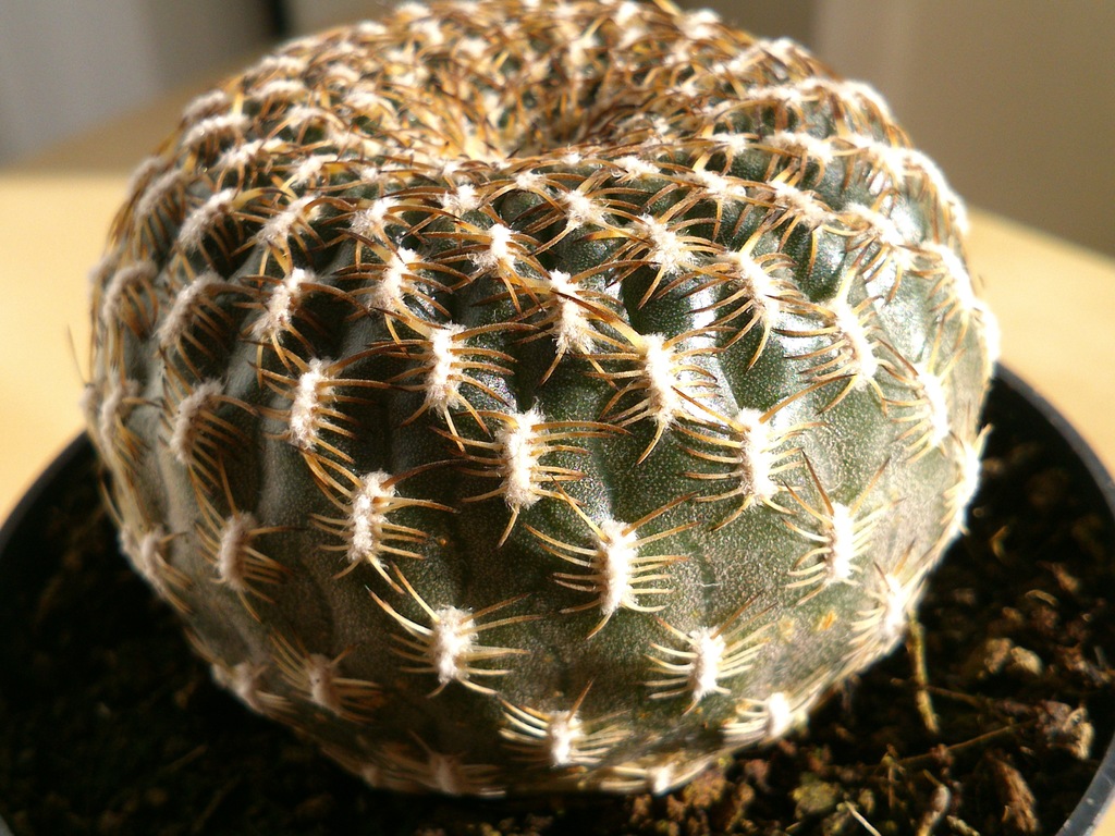 DSC_3029.jpg