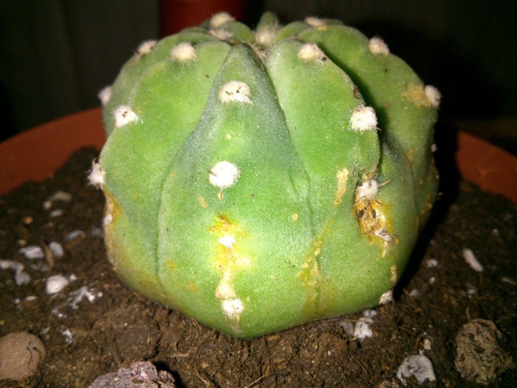 DSC_3072.jpg