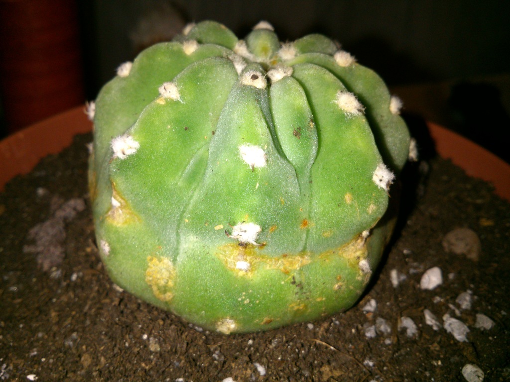 DSC_3075.jpg
