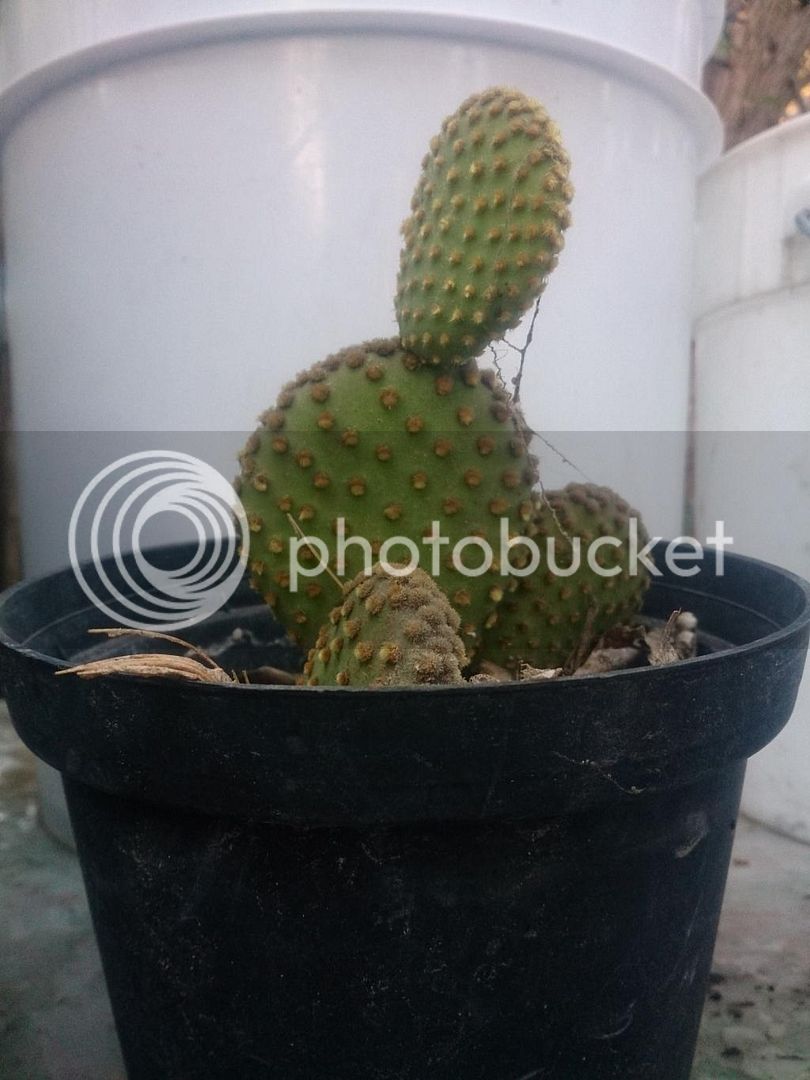 DSC_3369_zpsbobctyxr.jpg