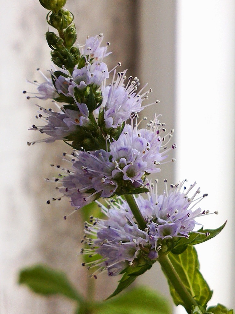 DSC_3450.jpg