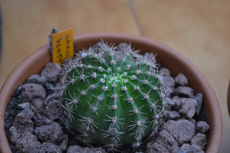 DSC_3537.JPG
