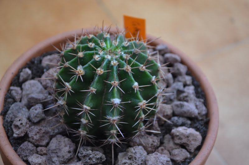 DSC_3539.JPG