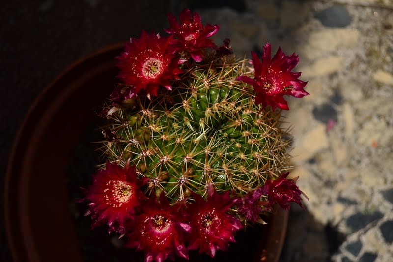 DSC_4027.JPG