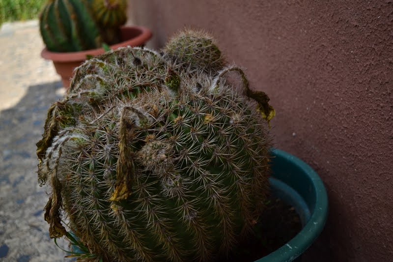 DSC_4045.JPG