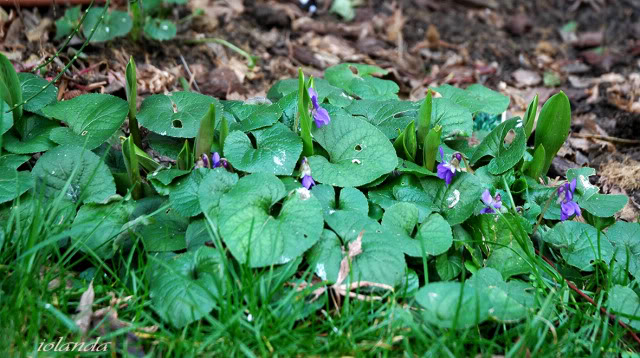 DSC_4258rec.jpg