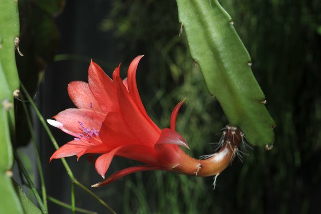 dsc_4411.jpg