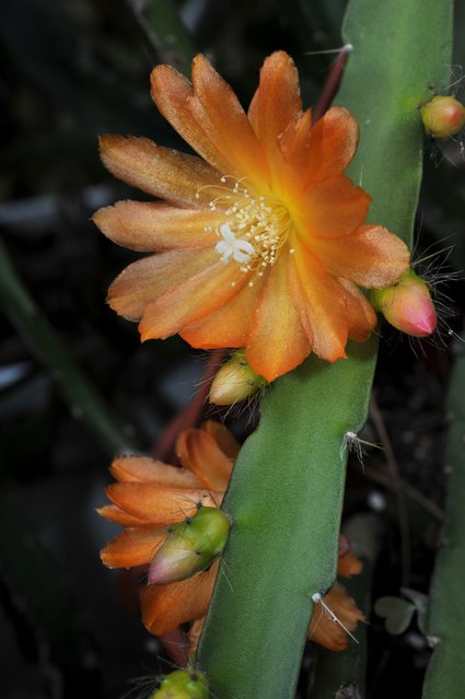 dsc_4412.jpg