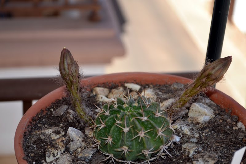 DSC_4666.JPG