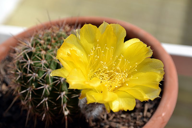 DSC_4703.JPG
