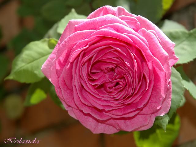 DSC_5374copia.jpg