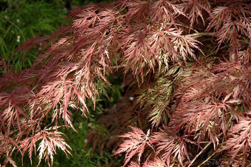 DSC_6210copia.jpg