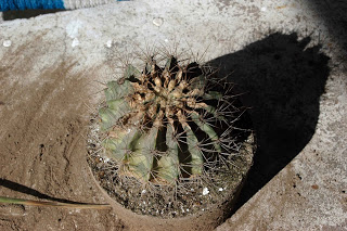 DSC_6289.JPG