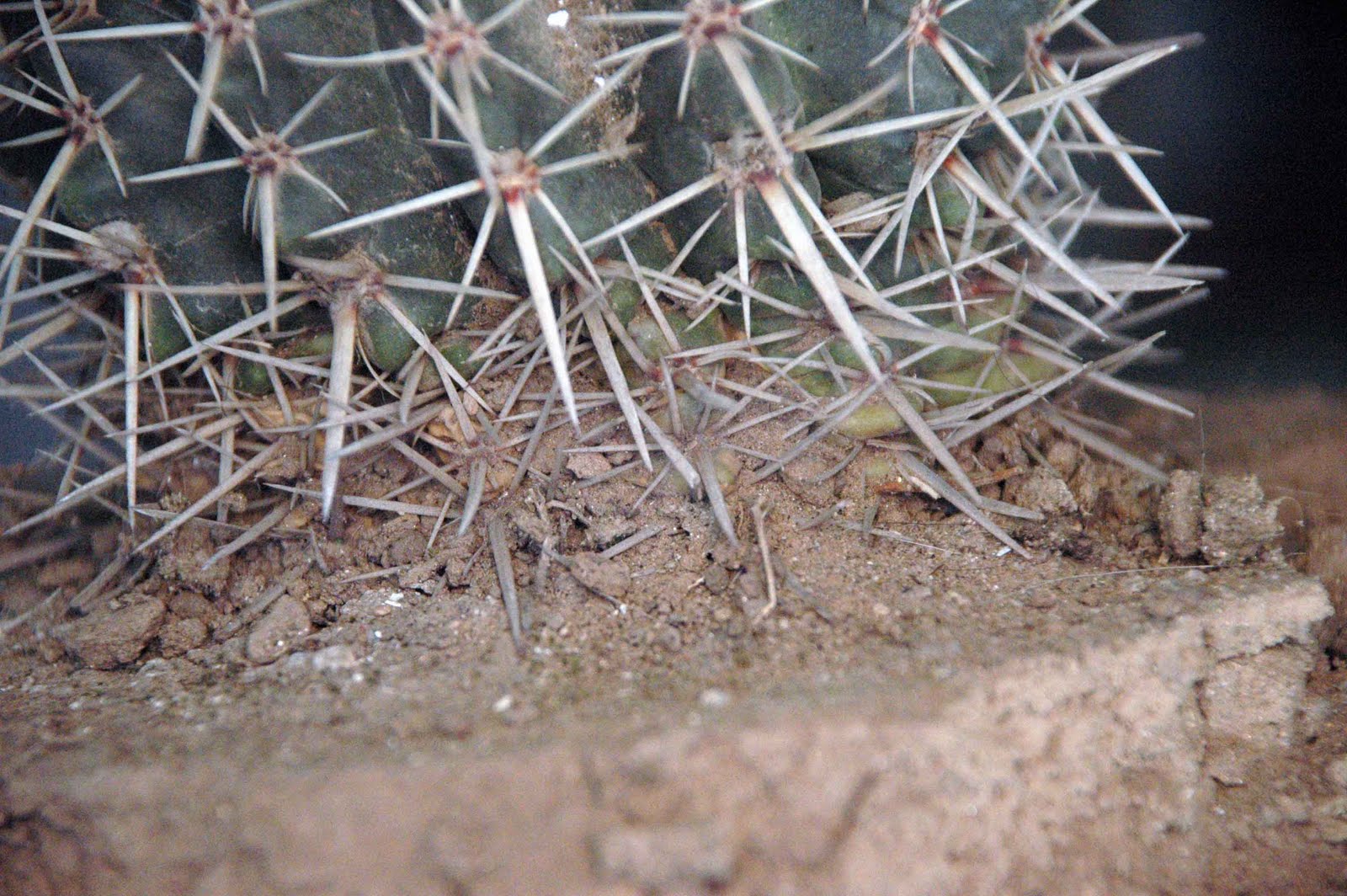 DSC_6307.JPG