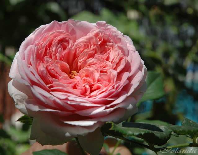 DSC_7571copia.jpg