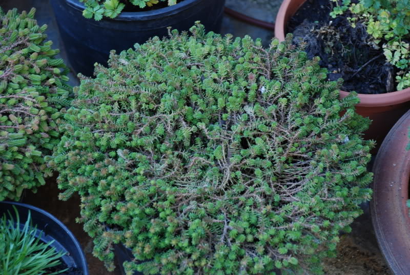 DSC_8006.jpg