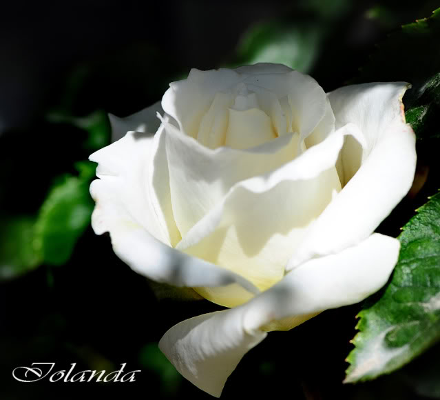DSC_8026rec.jpg