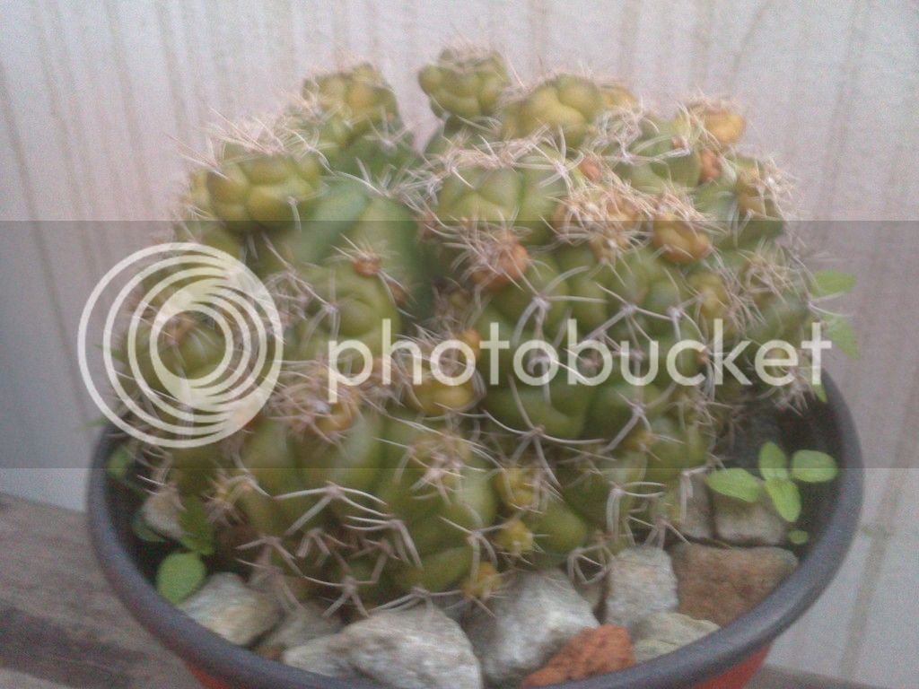 DSC_8028_zpswyazrxxp.jpg