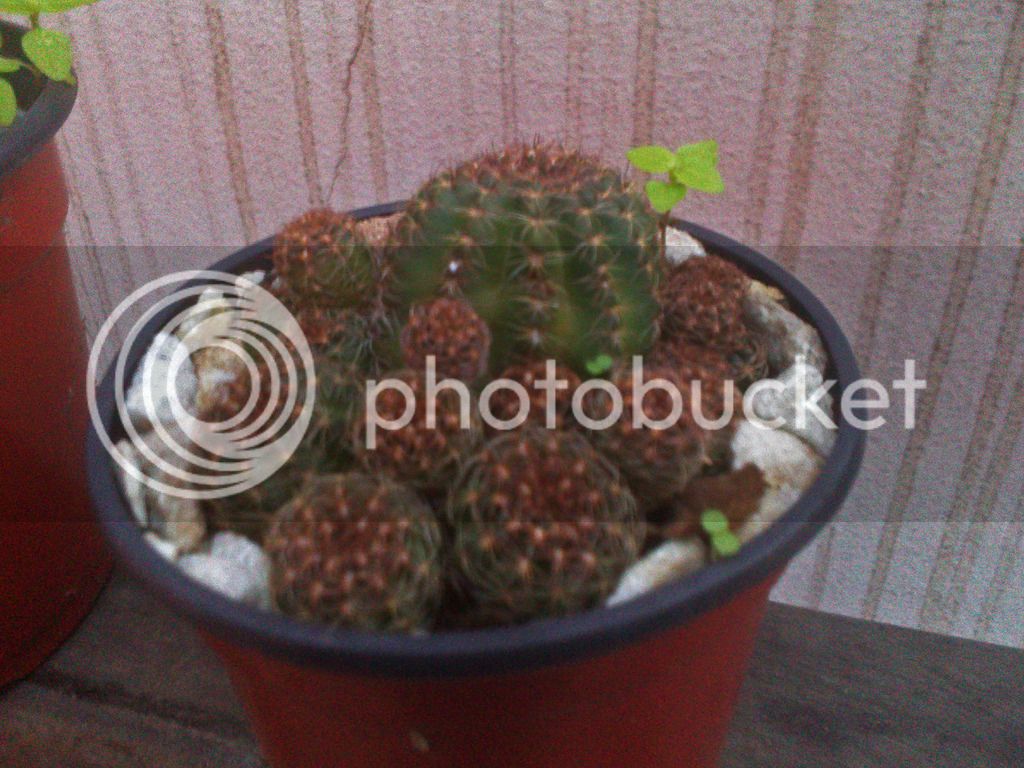 DSC_8029_zpsidevtpih.jpg