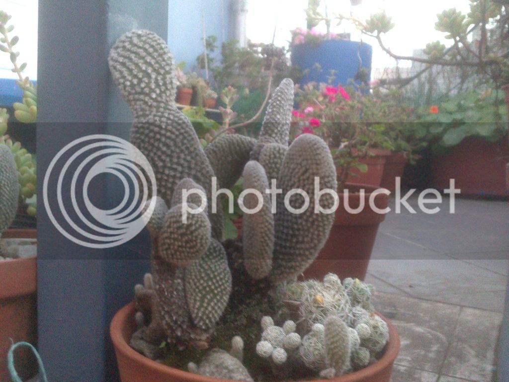 DSC_8030_zpsh0mze4l1.jpg