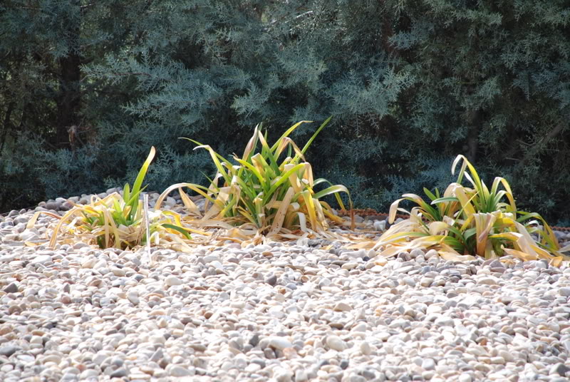DSC_8088.jpg