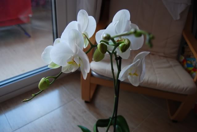 DSC_8105.jpg