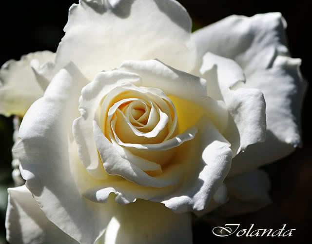 DSC_8293rec.jpg