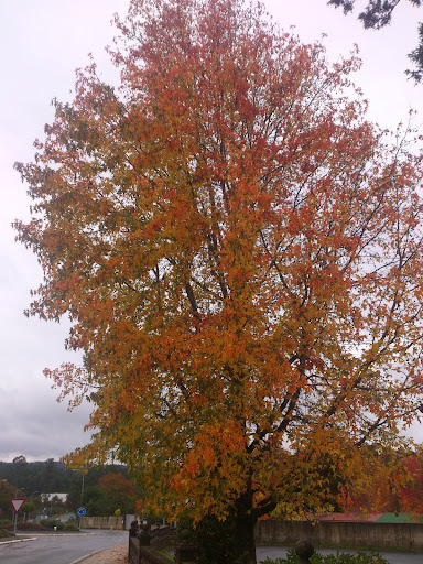 DSC_8554.jpg