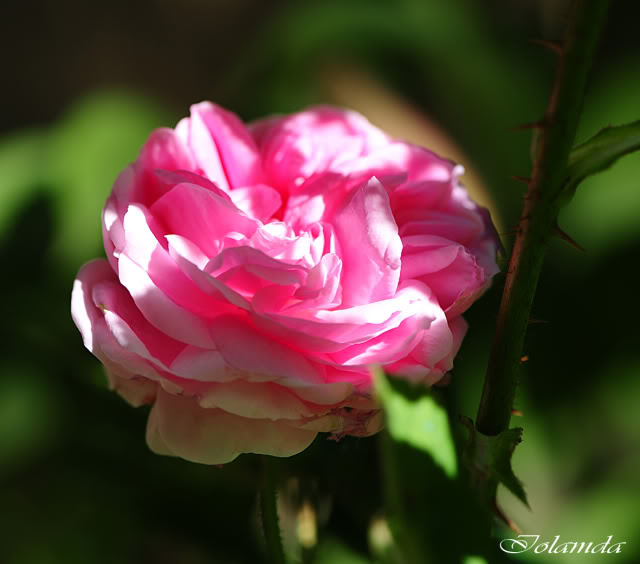 DSC_9103rec.jpg