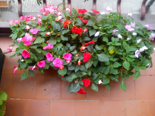 DSC_9308.jpg