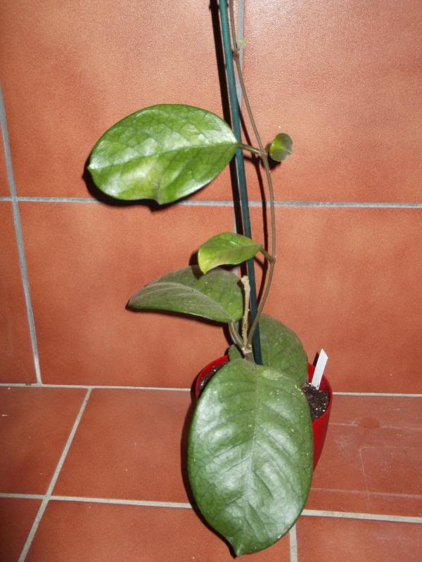 DSCF0005-1.jpg