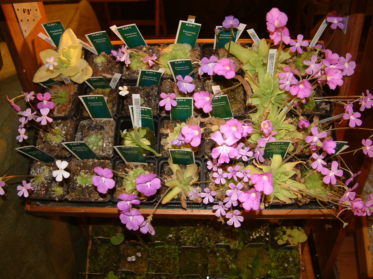 DSCF0006%7E1.JPG