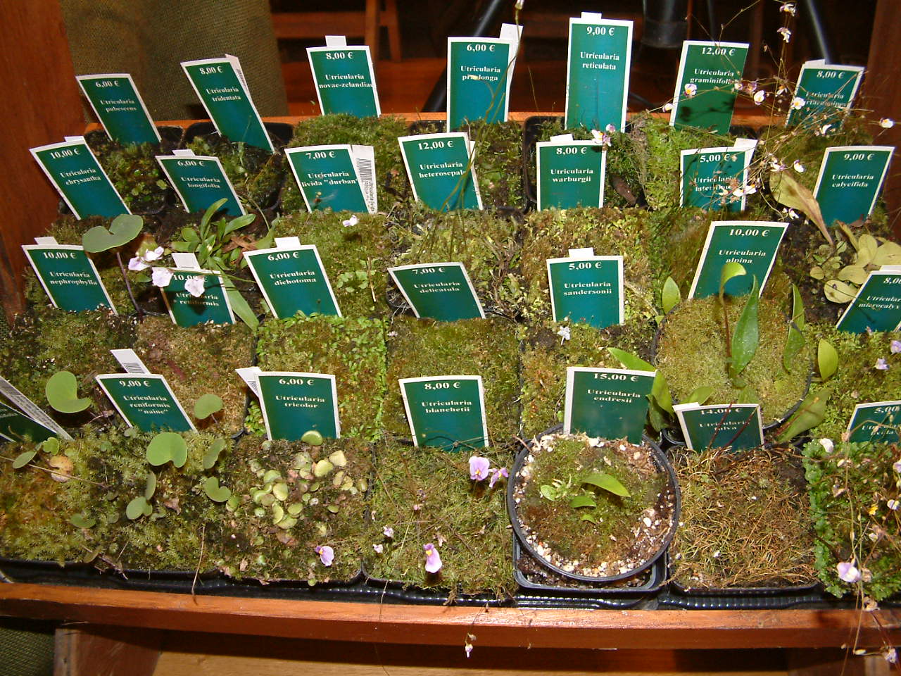 DSCF0007%7E4.JPG