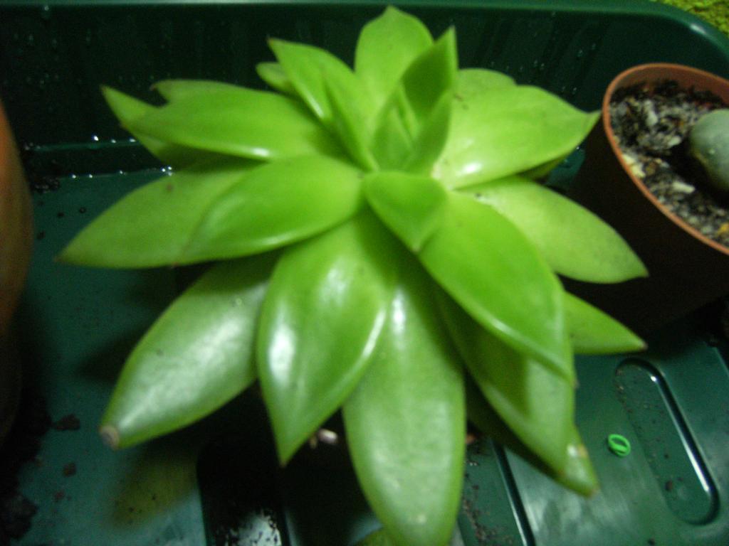 DSCF0007_zpsc4c04d70.jpg