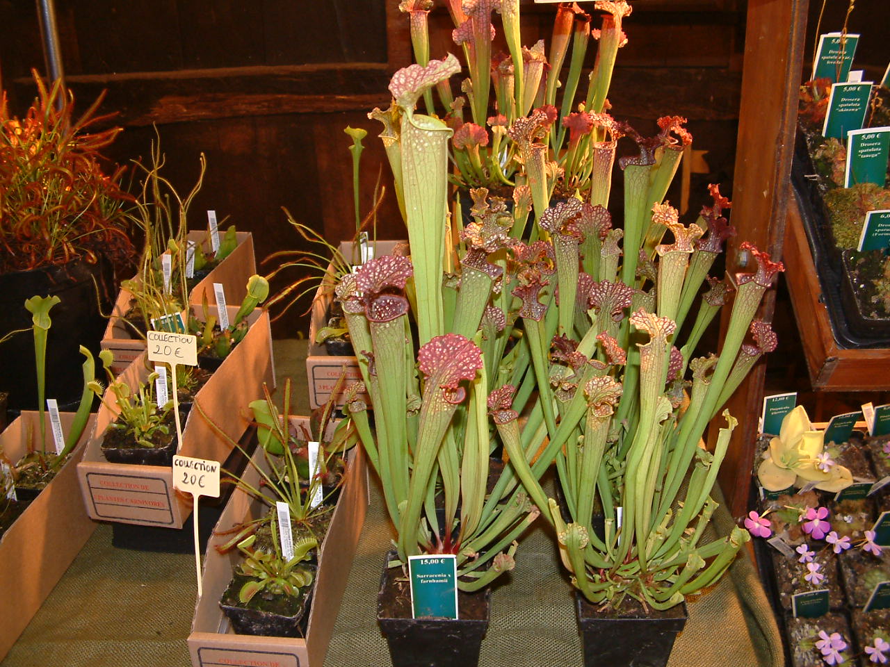 DSCF0008%7E5.JPG