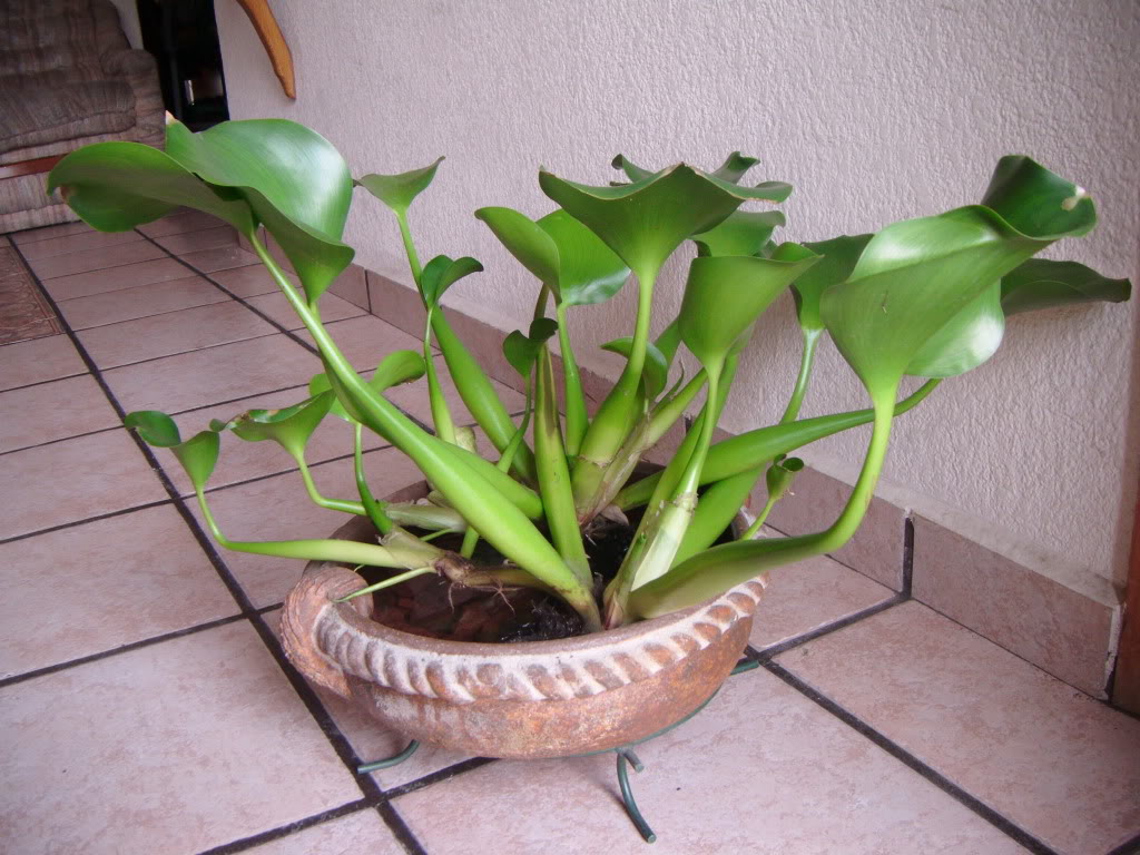 DSCF0009.jpg
