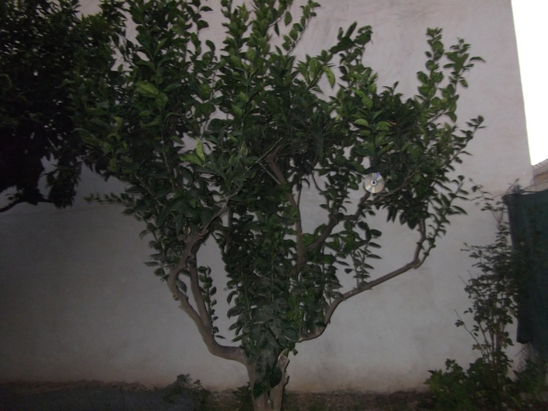 dscf0010.jpg