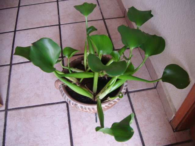 DSCF0011.jpg