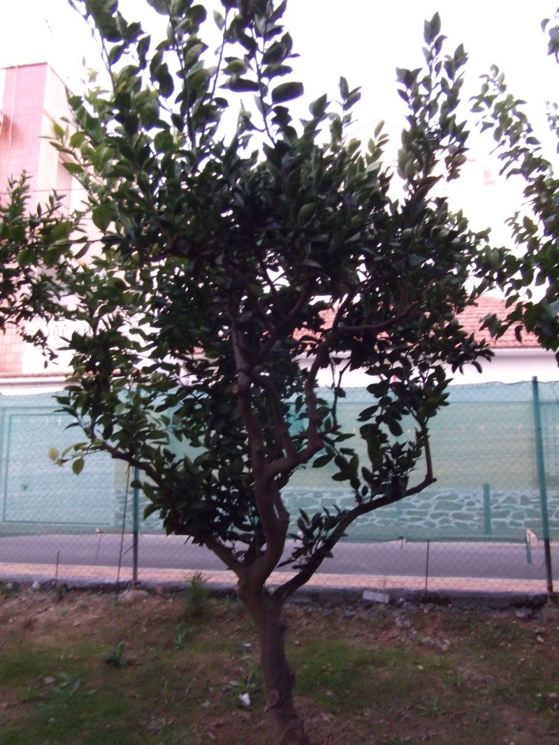 dscf0014.jpg