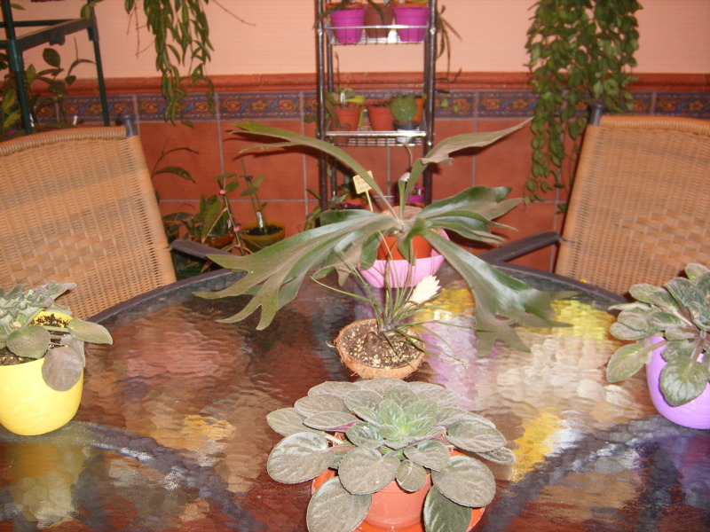 DSCF0025.jpg