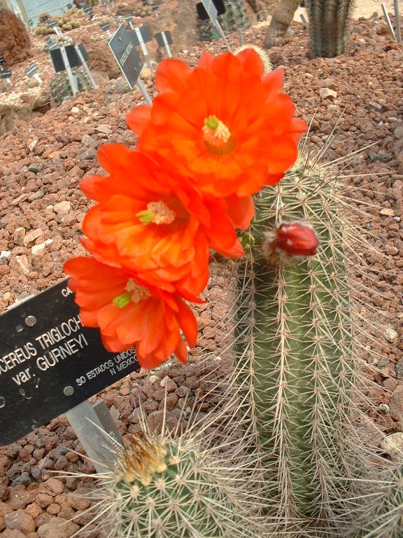 DSCF0030_576x768.jpg