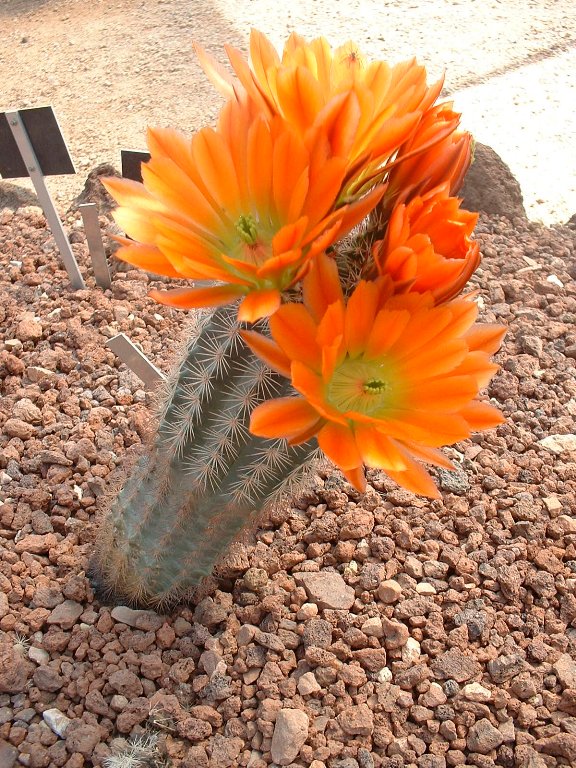 DSCF0034_576x768.jpg