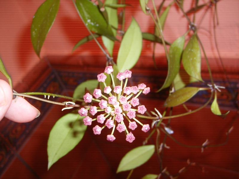 DSCF0043.jpg