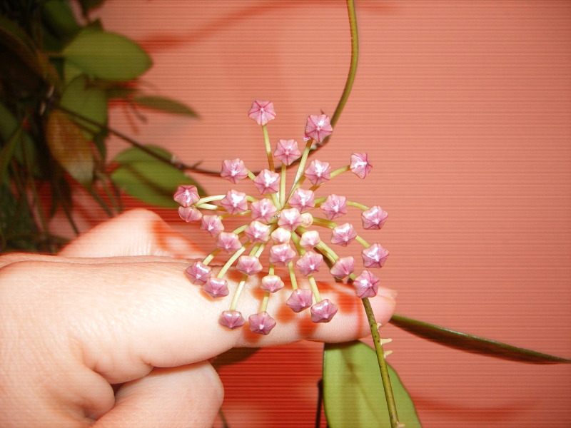 DSCF0049.jpg