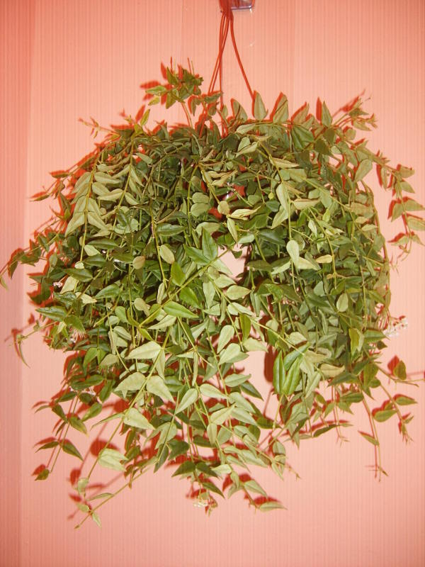 DSCF0052.jpg