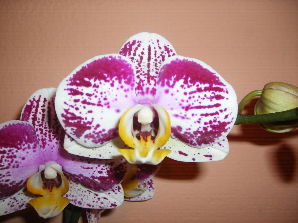 DSCF0056.jpg
