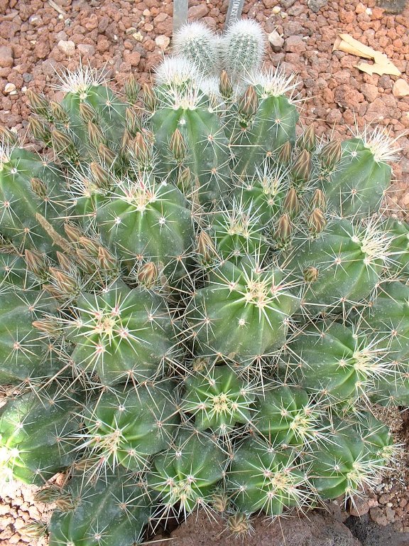 DSCF0066_576x768.jpg