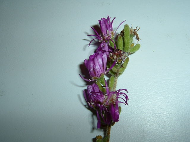 DSCF0093.JPG